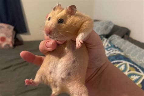 How To Tell if a Hamster Is Pregnant [8 Signs]